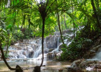 La agricultura, los bosques y el cambio climático