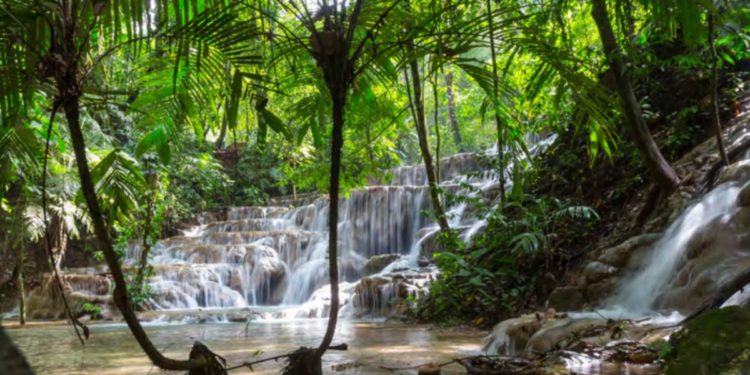 La agricultura, los bosques y el cambio climático