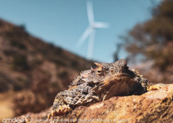 Anuncian ganadores del tercer concurso fotográfico “Mi vida y el viento”