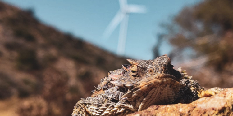 Anuncian ganadores del tercer concurso fotográfico “Mi vida y el viento”