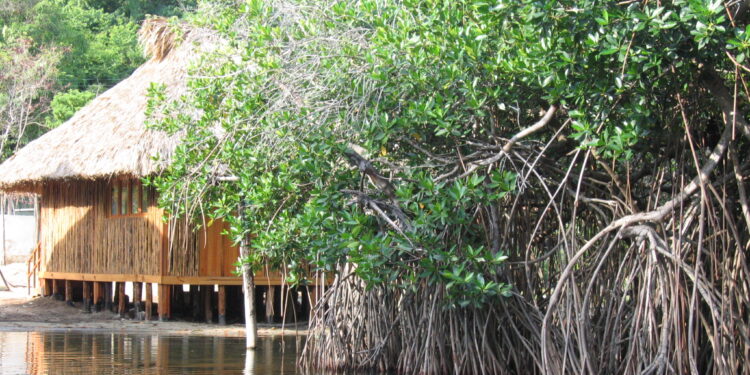 Incumple México ante ONU con programa recuperación y cuidado de manglares