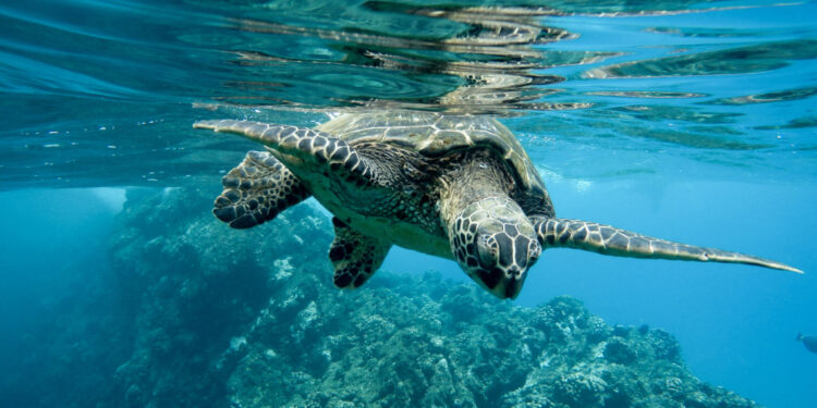 Urgen cumplir metas sustentables sobre derechos humanos y cuidado de océanos