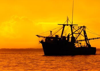 1 cofece diesel marino