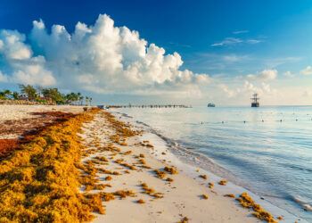 sargazo cfe generacion electrica biomasa