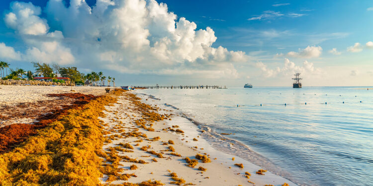 sargazo cfe generacion electrica biomasa