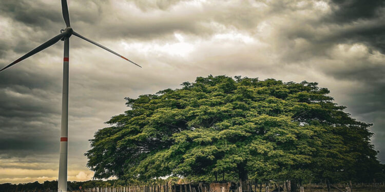 Dan a conocer los ganadores del quinto concurso fotográfico “Mi vida y el viento” de la AMDEE
