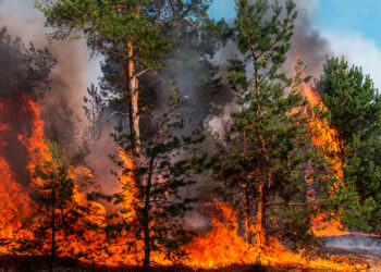 Estados destinaron más recursos a atender incendios forestales en 2022