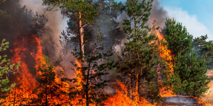 Estados destinaron más recursos a atender incendios forestales en 2022