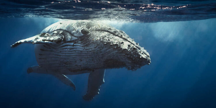 Piden ambientalistas a Sheinbaum transparencia y cumplimiento de ley en obras