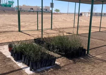 Parque solar La Orejana rescata el “palo fierro”, especie endémica de Sonora casi amenazada