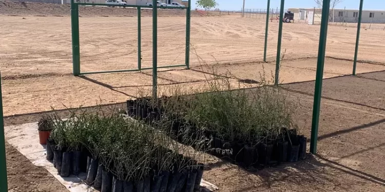 Parque solar La Orejana rescata el “palo fierro”, especie endémica de Sonora casi amenazada