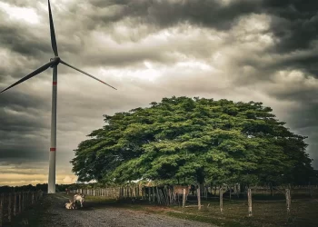Convoca AMDEE a la sexta edición del reto fotográfico “Mi vida y el viento”