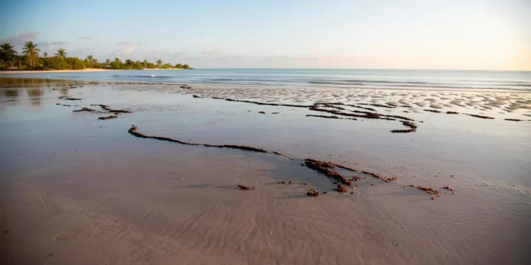 Atiende Pemex fuga de crudo en Puerto de Dos Bocas