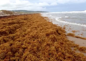 Planea Quintana Roo aprovechar sargazo para producir biogás y fertilizantes