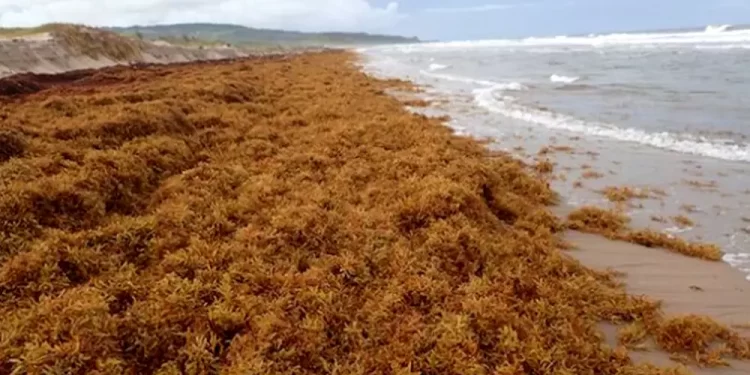 Planea Quintana Roo aprovechar sargazo para producir biogás y fertilizantes